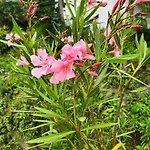 Il Sogno Bed & Breakfast