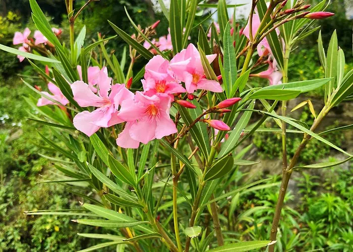 Il Sogno Отель типа 